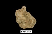 藏品(巨牡蠣(長牡蠣))的圖片